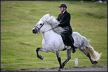 Qu'est-ce que le tölt ?