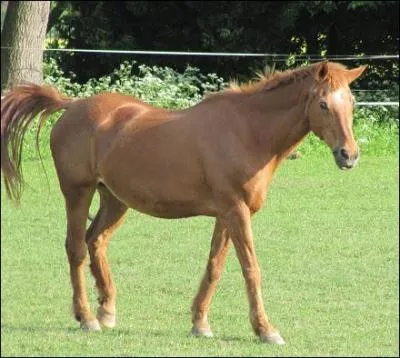 Quel est le mécanisme du pas ?