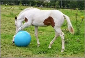 Qu'est-ce qu'un cheval qui se juge ?