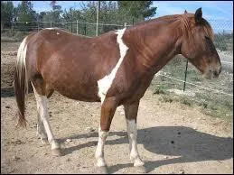 Qu'est-ce qu'un cheval qui se déjuge ?