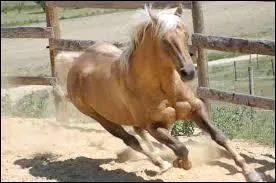 Quelle est la race de ce cheval ?