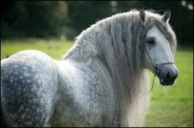 Quelle est la race de ce cheval ?