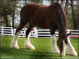 Quelle est la race de ce cheval ?