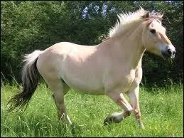 Quelle est la race de ce cheval ?