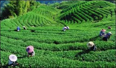 Et pour accompagner le dessert, un thé à la vanille, venu de Bois Chéri.
