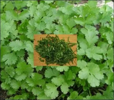 Pour un vrai mélange de saveurs, ajoutez la ----- ciselée. Mais soyez parcimonieux.