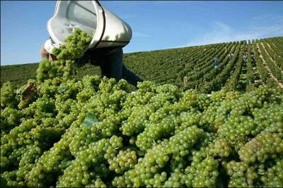 Si vous aimez les vins de Bourgogne, servez avec un ------.