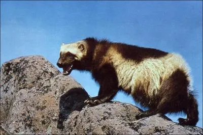 On ne plaisante pas avec lui, la riposte peut laisser des marques cinglantes ... et sanglantes !