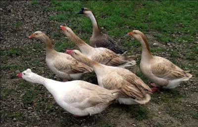 Trouvez le nom de ce personnage Disney