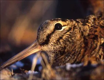 C'est sur cet oiseau que l'on trouve sa plume !