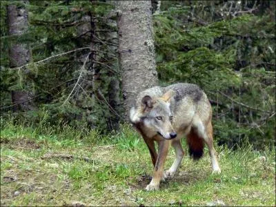 Trouvez la réponse, et vous pourrez hurler avec lui !