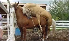 Par lequel de ces termes vestimentaires désigne-t-on la couleur du pelage d'un cheval ?