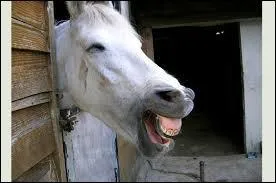 Dans le milieu du cheval, qu'est-ce qu'un "boute-en-train" ?