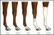 Quiz Galop 2