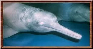 Comment s'appelle celui-là ?