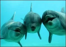 Les dauphins sont-ils des poissons ?