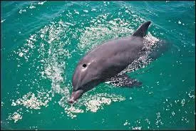 Comment s'appelle le trou qu'ils ont sur le dessus de la tête grâce auquel ils peuvent respirer ?