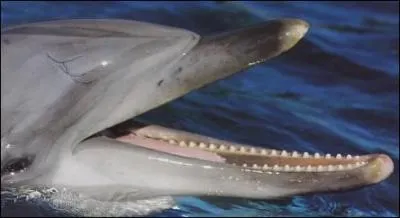Combien le dauphin a-t-il de dents ?