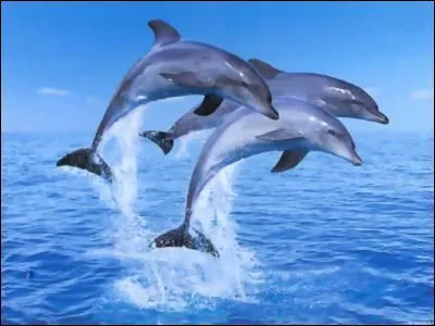 Comment s'appelle un groupe de dauphins ?