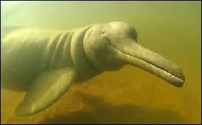 Combien y a-t-il d'espèces de dauphins ?