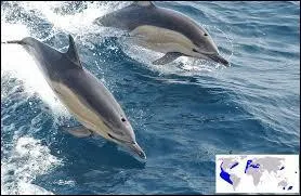 Comment s'appelle ce dauphin ?