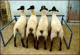 Si vous dites d'un homme qu'il est callipyge, que doit-il comprendre ?