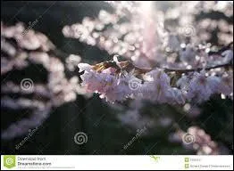 En France, à quelle saison pouvons-nous rapporter l'adjectif "nivéal" ?