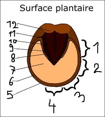 Comment s'appellent les parties 1, 2, 3 et 4 ?