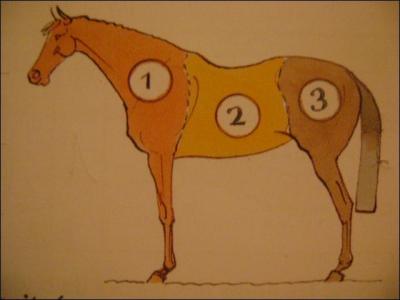 Comment se nomment les 3 parties principales du cheval ?