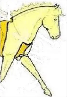 Le poitrail fait partie de/du :