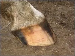 Le sabot. La corne noire est plus dure que la blanche :