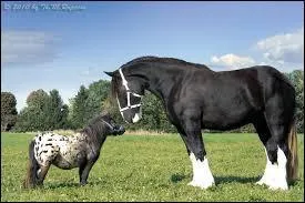 On mesure la taille du cheval à partir :
