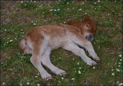 Les poulains ont des sabots plus tendres que les chevaux adultes :