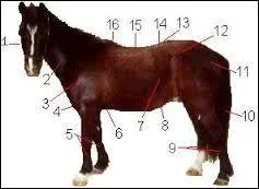 Comment s'appellent les parties 7, 8 et 9 ?