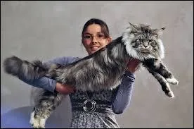 Le main-coon est ...