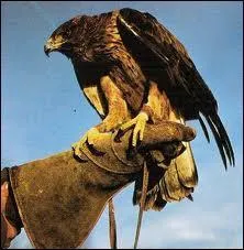 Tout bon dresseur de rapaces qui se respecte doit porter cet énorme gant. Celui-ci est épais, renforcé et conçu dans des matières ne craignant pas les serres des volatiles. Comment appelle-t-on ce dresseur de rapaces ?