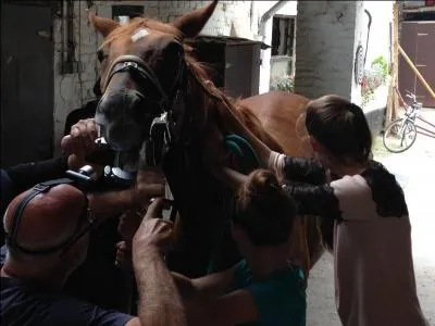 Comment s'appelle la partie que l'on met dans la bouche du cheval ?