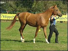 De quelle couleur est cette robe ?