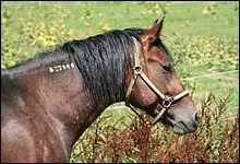 De quelle couleur est cette robe ?