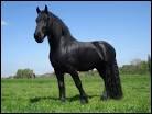 Quiz Galop 2