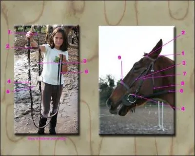 Comment s'appellent les parties 1, 2 et 3 du filet ?