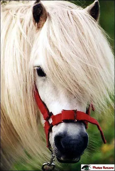 Le nom "shetland" vient de...