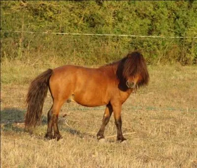 Tous les shetlands son OC (origine constatée).