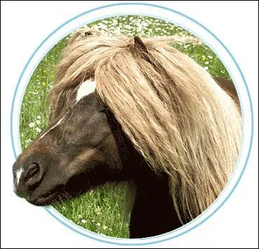 Quelles sont ses particularités ?