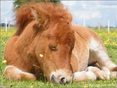 L'entretien d'un poney shetland coûte 3 fois moins cher que celui d'un cheval.