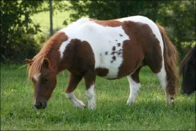 La taille moyenne d'un shetland est entre...