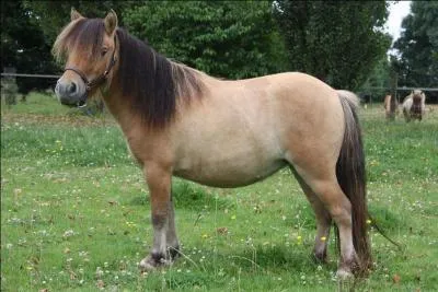 Le poney shetland est le plus petit poney du monde.