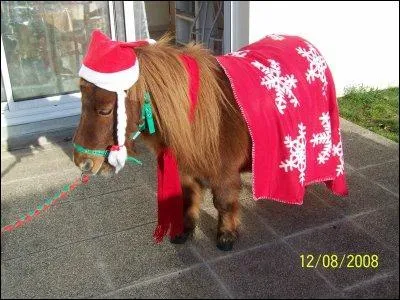 Le shetland est un poney de...