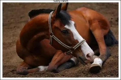 Quelle est la robe la plus répandue chez le Selle Français ?