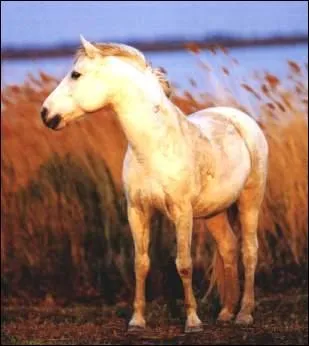 Quelle est cette race ?